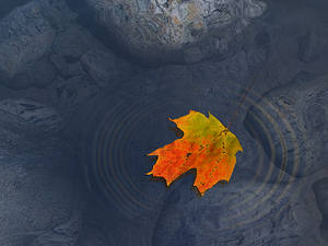 Haiku:  Created in 2000  using Lightwave